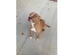 Adopt Gunner a Tan/Yellow/Fawn - with White American Pit Bull Terrier / American