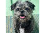 Adopt Leia a Black Schnauzer (Miniature) / Pug / Mixed (short coat) dog in