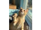 Adopt Tybalt a Orange or Red Domestic Shorthair / Mixed Breed (Medium) / Mixed