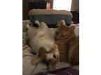 Adopt Louie a Orange or Red Domestic Shorthair / Mixed Breed (Medium) / Mixed