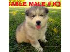 Siberian Husky Puppy for sale in Roaring River, NC, USA