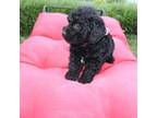 Cocker Spaniel Puppy for sale in Russellville, KY, USA