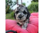 Cocker Spaniel Puppy for sale in Russellville, KY, USA
