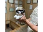 Shih Tzu Puppy for sale in Boling, TX, USA