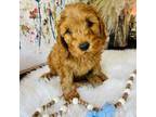 Cavapoo Puppy for sale in Nixa, MO, USA