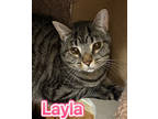 Adopt Layla a All Black Domestic Shorthair / Mixed Breed (Medium) / Mixed (short