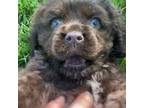 Cocker Spaniel Puppy for sale in Industry, IL, USA