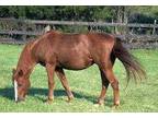 Adopt Brandy a Chestnut/Sorrel Arabian / Palomino / Mixed horse in Fairfax