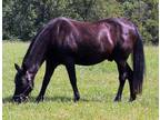 Adopt Black Jack a Black Tennessee Walking Horse / Mixed horse in Fairfax