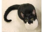 Adopt Lucy a All Black Domestic Shorthair / Mixed Breed (Medium) / Mixed (short