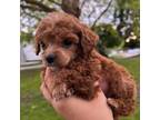 Mutt Puppy for sale in Seattle, WA, USA