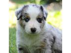Miniature Australian Shepherd Puppy for sale in Sugarcreek, OH, USA