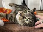 Adopt Ann-Margret - front declawed * Petco Sewell* a Brown Tabby Domestic
