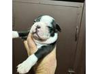 Boston Terrier Puppy for sale in Parkers Lake, KY, USA