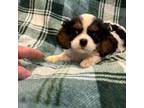 Cavalier King Charles Spaniel Puppy for sale in Parkers Lake, KY, USA