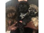 Shih Tzu Puppy for sale in Pelham, AL, USA