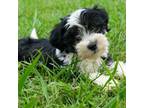 Shih Tzu Puppy for sale in Chase City, VA, USA