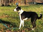 Adopt Pan a Black Border Collie / Mixed Breed (Medium) / Mixed (short coat) dog