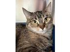 Adopt Lizzy a Brown Tabby Domestic Shorthair / Mixed Breed (Medium) / Mixed