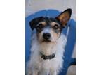 Adopt Morty a White Jack Russell Terrier / Mixed (short coat) dog in Newport