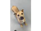 Adopt Polly a Tan/Yellow/Fawn American Pit Bull Terrier / Mixed Breed (Medium) /