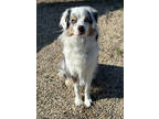 Adopt Benji a White Australian Shepherd / Mixed (short coat) dog in Fort Dodge