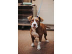 Adopt 73703A Theremin a Tan/Yellow/Fawn American Staffordshire Terrier / Mixed