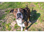 Adopt Clyde a Brindle Boxer / Terrier (Unknown Type, Medium) / Mixed (short