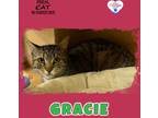 Adopt Gracie MM02/05/2020 a Domestic Shorthair / Mixed (short coat) cat in