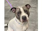 Adopt Spot a Merle American Staffordshire Terrier / Mixed Breed (Medium) / Mixed