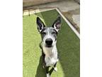 Adopt COSTA a Black Greyhound / Terrier (Unknown Type, Medium) / Mixed (short