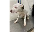 Adopt Snow a White American Pit Bull Terrier / Mixed Breed (Medium) / Mixed