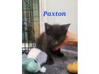 Adopt Paxton a All Black Domestic Shorthair / Mixed Breed (Medium) / Mixed