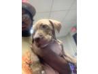 Adopt Red a Brown/Chocolate American Pit Bull Terrier / Mixed Breed (Medium) /
