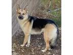 Adopt MADDIE a Tricolor (Tan/Brown & Black & White) German Shepherd Dog / Mixed