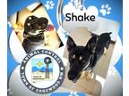 Adopt Shake a Black German Shepherd Dog / Chow Chow / Mixed (short coat) dog in