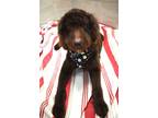 Adopt Hershey a Brown/Chocolate Poodle (Standard) / Labrador Retriever / Mixed