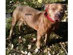 Adopt Diesel a Brown/Chocolate Mixed Breed (Small) / Mixed Breed (Medium) /
