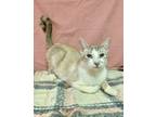 Adopt Estelle a White Siamese / Mixed Breed (Medium) / Mixed (short coat) cat in
