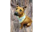 Adopt Brody a Tan/Yellow/Fawn American Pit Bull Terrier / Mixed Breed (Medium) /