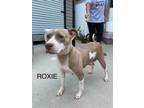 Adopt Roxie a White American Pit Bull Terrier / Mixed Breed (Medium) / Mixed