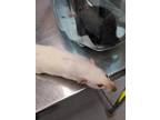 Adopt Cameleon a White Rat / Mixed (short coat) small animal in Montreal