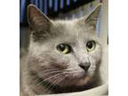 Adopt Dusk a Gray, Blue or Silver Tabby Domestic Shorthair / Mixed Breed