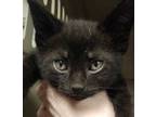 Adopt Percy a All Black Domestic Shorthair / Mixed Breed (Medium) / Mixed (short