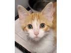 Adopt Avery a Orange or Red Domestic Shorthair / Mixed Breed (Medium) / Mixed
