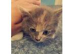 Adopt Nelly a Brown Tabby Domestic Shorthair / Mixed Breed (Medium) / Mixed