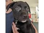 Adopt Omelette a Black American Pit Bull Terrier / Mixed Breed (Medium) / Mixed