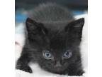 Adopt Tiny Tim a All Black Domestic Shorthair / Mixed Breed (Medium) / Mixed