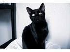 Adopt Blackie a All Black Domestic Shorthair / Mixed Breed (Medium) / Mixed