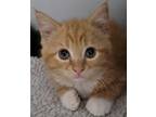 Adopt Fireheart a Orange or Red Domestic Shorthair / Mixed Breed (Medium) /